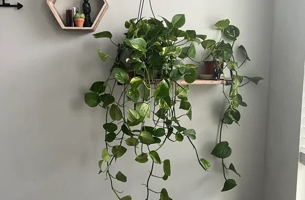 10 Plantas Fáceis de Cuidar Para Quem Está Começando na Jardinagem