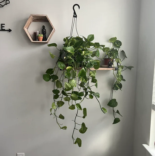 10 Plantas Fáceis de Cuidar Para Quem Está Começando na Jardinagem