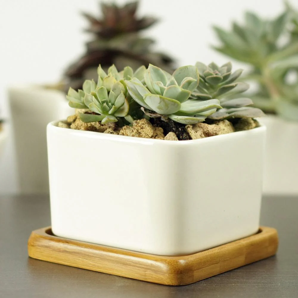 Como Cuidar de Suculentas Guia Completo para Iniciantes