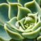 Suculenta