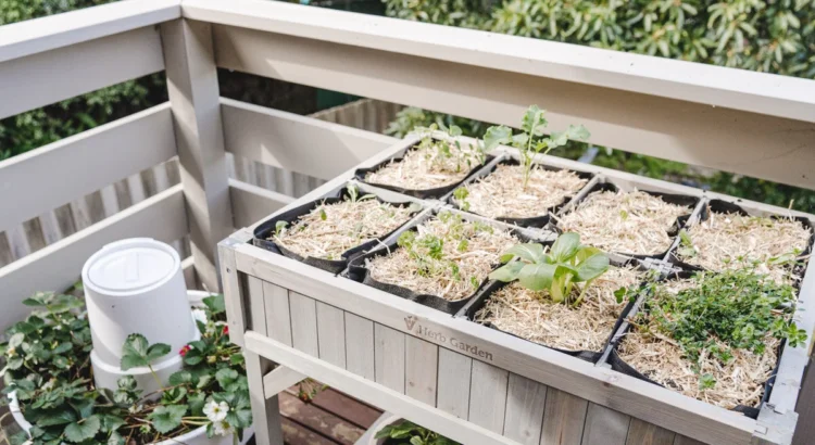 Como montar uma horta em casa.2webp