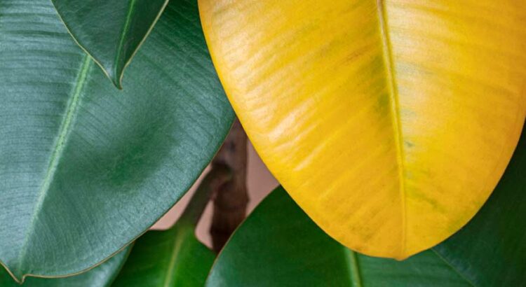 Folhas Amareladas nas Plantas Causas e Solucoes Completas