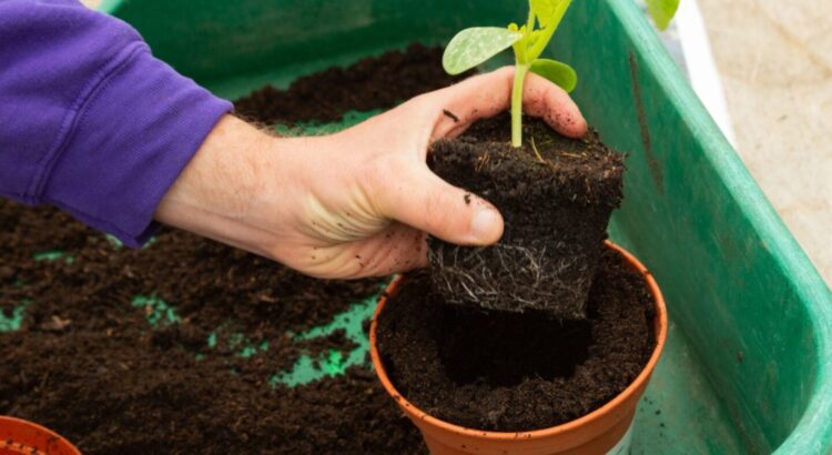 Jardinagem para Iniciantes