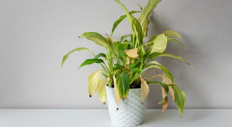 Plantas-murchando-o-que-fazer?