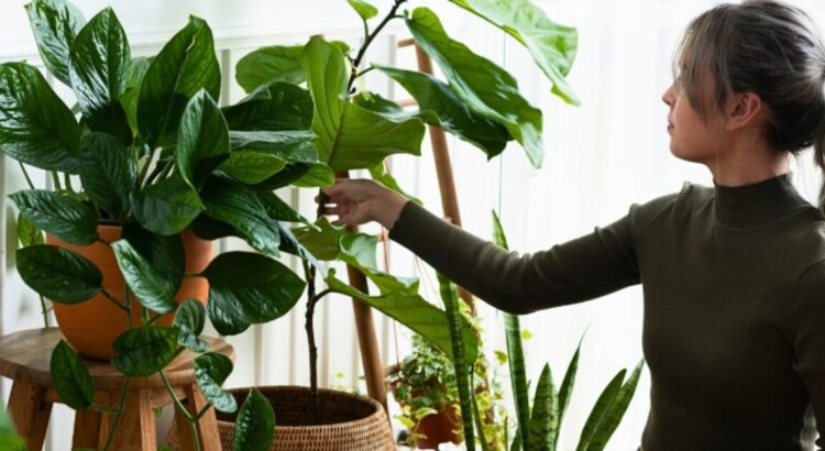 Como Salvar Planta Quase Morrendo(2026): Guia Completo Para Recuperar Suas Plantas 1 Como salvar plantas quase morrendo