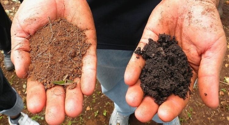 Tipo-de-solo-para-jardinagem