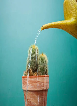 Aprenda como cuidar de cactos em casa com dicas simples de rega, luz e solo para manter suas plantas saudáveis por muito mais tempo.