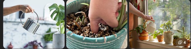 como-regar-plantas-corretamente.